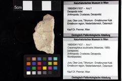 Foto (Objket + Etiketten) von Mesoparapylocheles sp. 